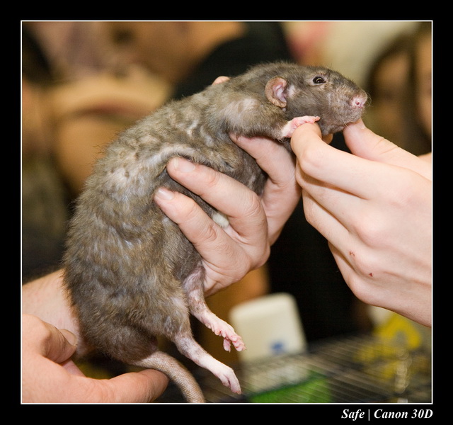 Sep 06 - Salon des animaux de compagnies - 69